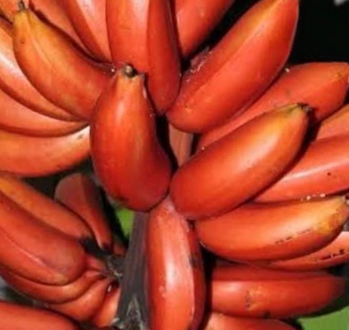 Red Banana (Chenkadali)